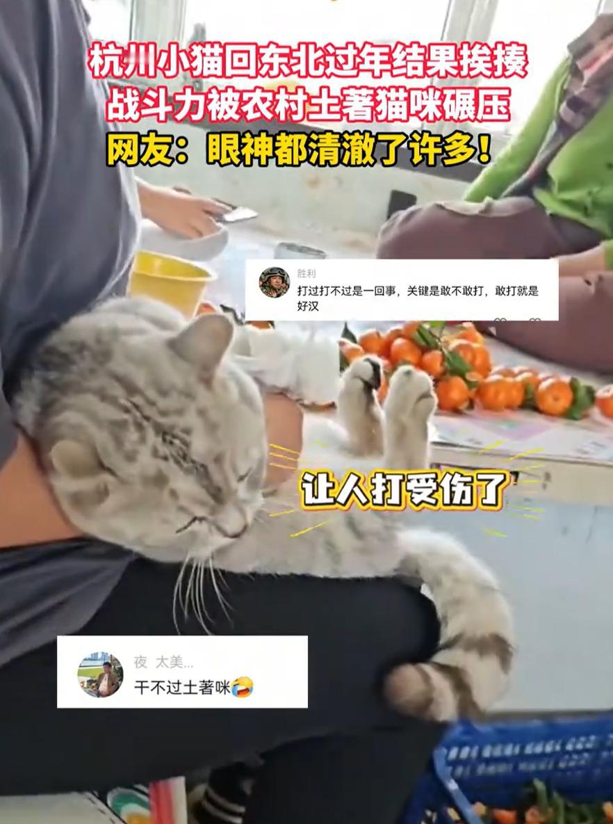 笑不活了！吉林，一女生从杭州回家过年，还把自己的猫给带回来了，结果城里猫遇到乡下