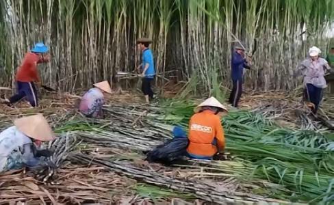 ​越南变化确实大，以前喊越南人过来广西砍甘蔗，一天50元人民币，后来变100人民