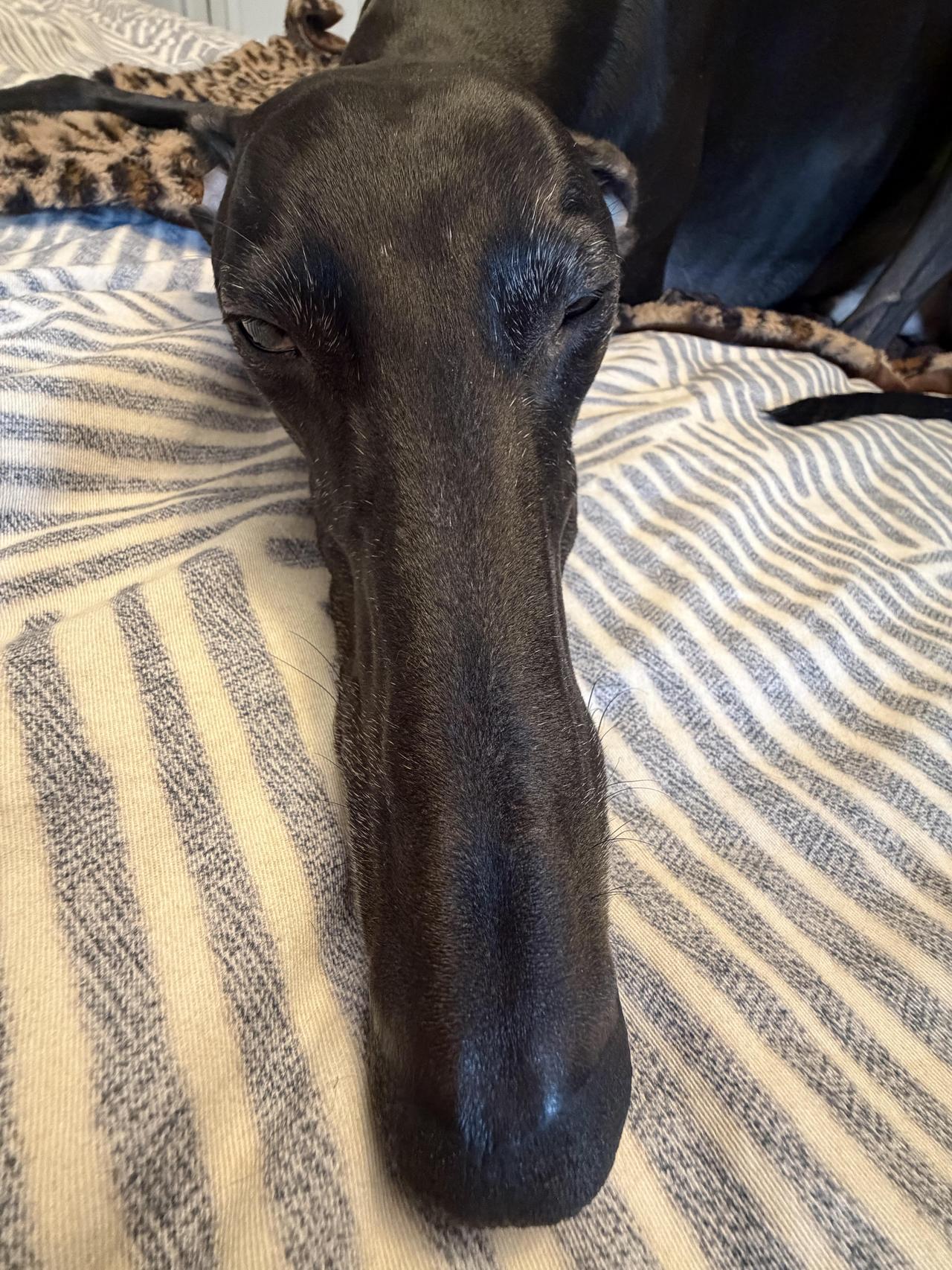 一根……灵缇犬灵缇犬奇形怪状的纯黑色灵缇猎犬格力犬