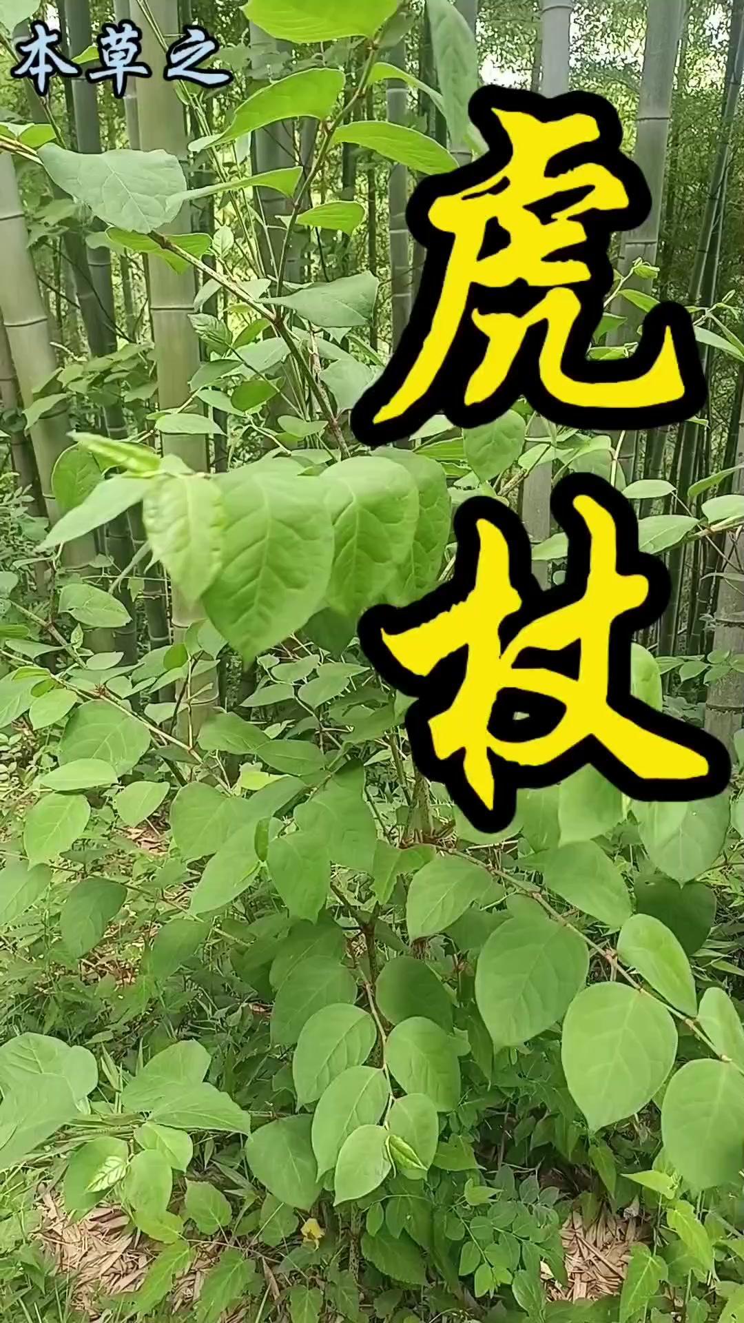 小时候常掐虎杖嫩茎，撕去表皮嚼着吃，酸酸的很解渴。它是蓼科虎杖属多年生草本植物，