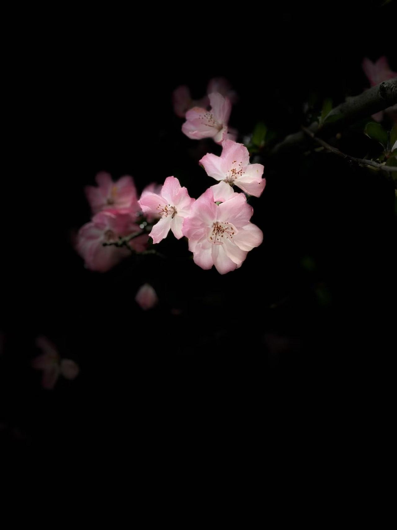 狼吃羊，不是恶，是生存；羊吃草，不是善，是本能。天地之间，本无善恶，只有因果