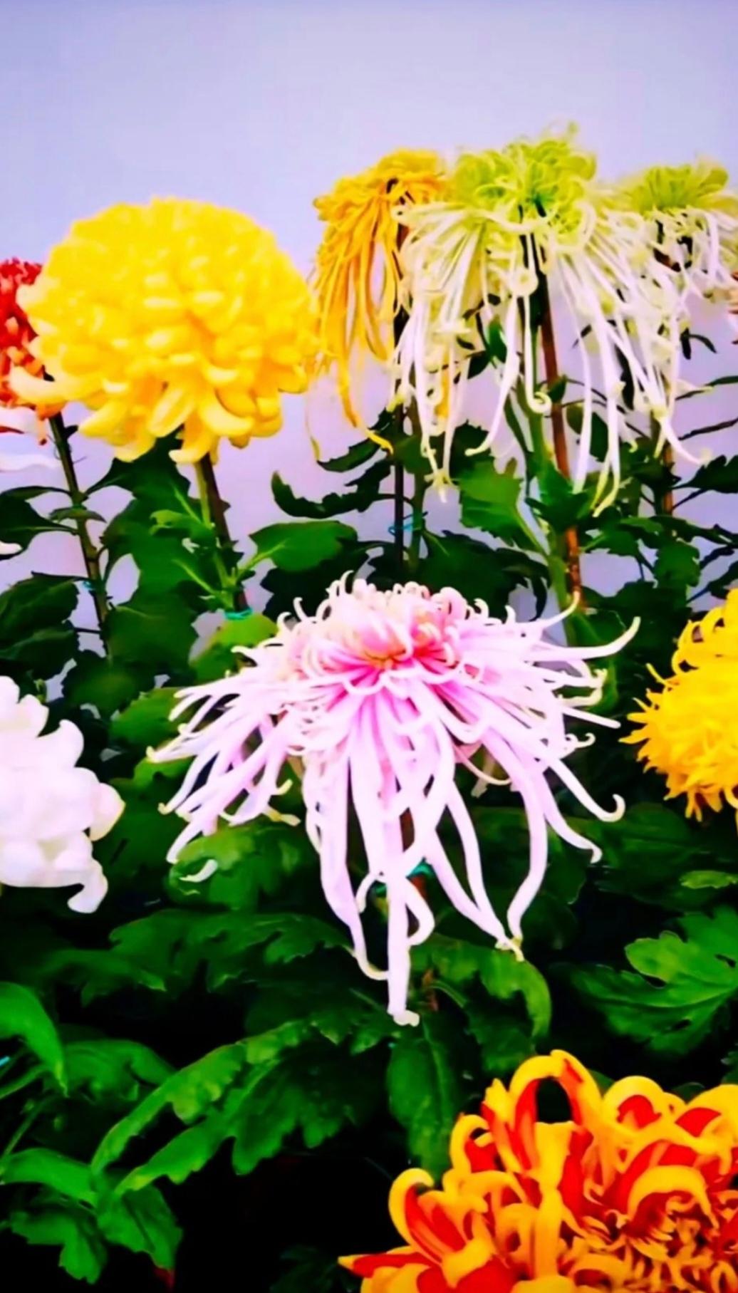 《初冬》入冬冷树梢，风霜落叶敲。云冻楼顶处，雾凝城外郊。旷野空气寒，