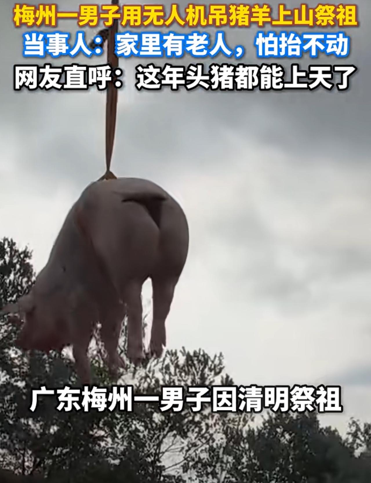 广东一男子无人机吊猪羊祭祖火了，可谓今年清明祭祖新姿势！广东梅州周先生，他用无