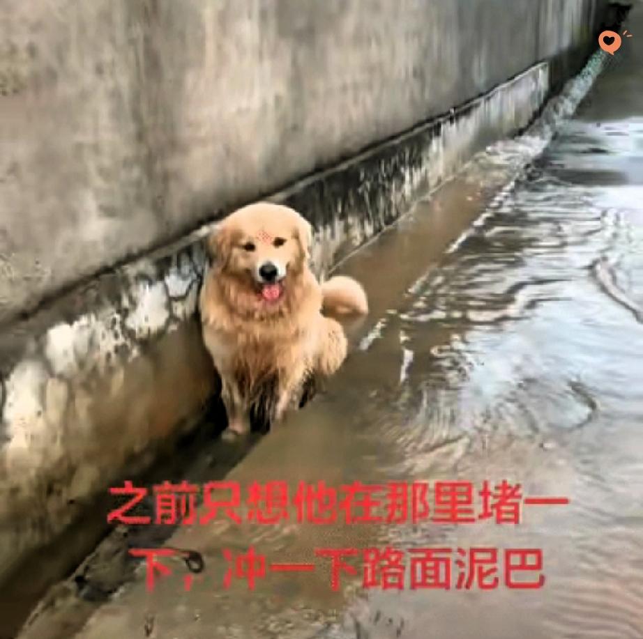 广东女子让金毛堵水沟冲泥巴，狗子一屁股坐下直接封神，网友笑称“坝道总裁”！