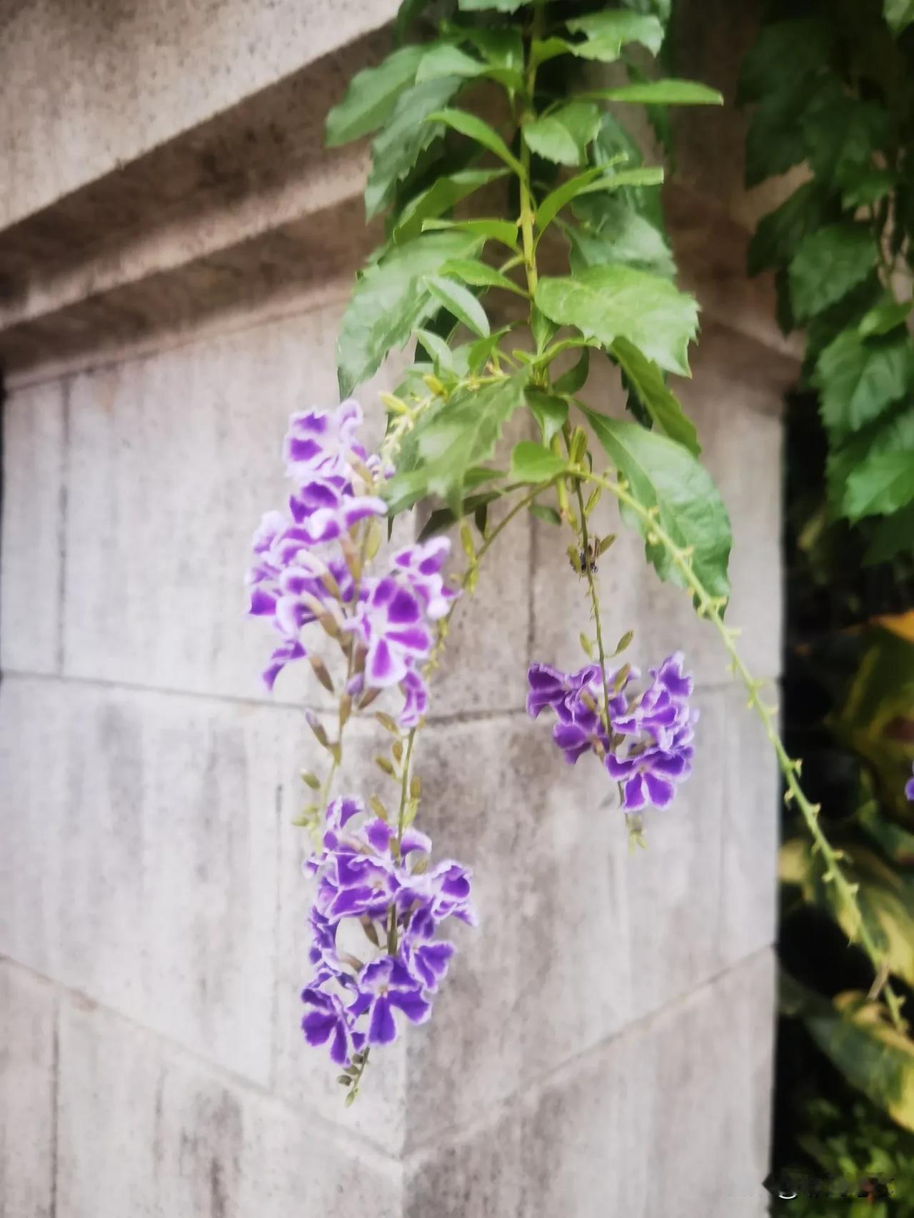 冬日生活随拍知道这是什么花吗？看着很好看哟，邻居家的篱笆墙，色彩鲜艳，紫与白相间