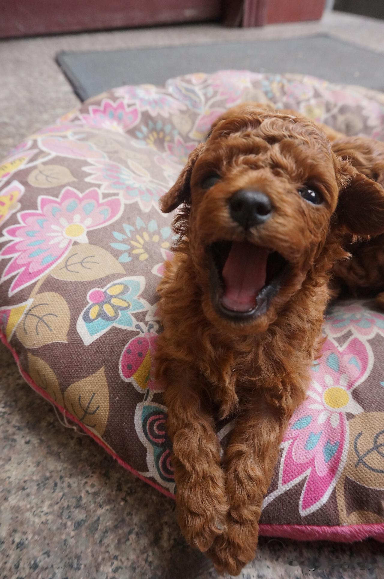 😱家养5年的温顺泰迪，竟突然袭击9个月大婴儿！事发时家长短暂离开，狗狗突然扑向