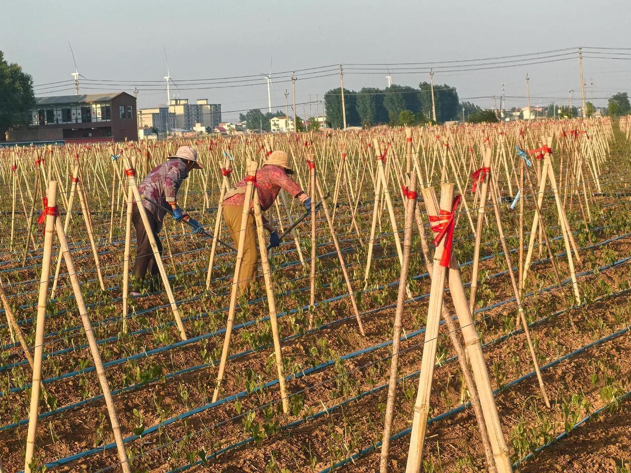 山药种植季春日里，山药基地的藤蔓正顺着竹竿架向上攀援，滴灌带悄悄输送着水分。农
