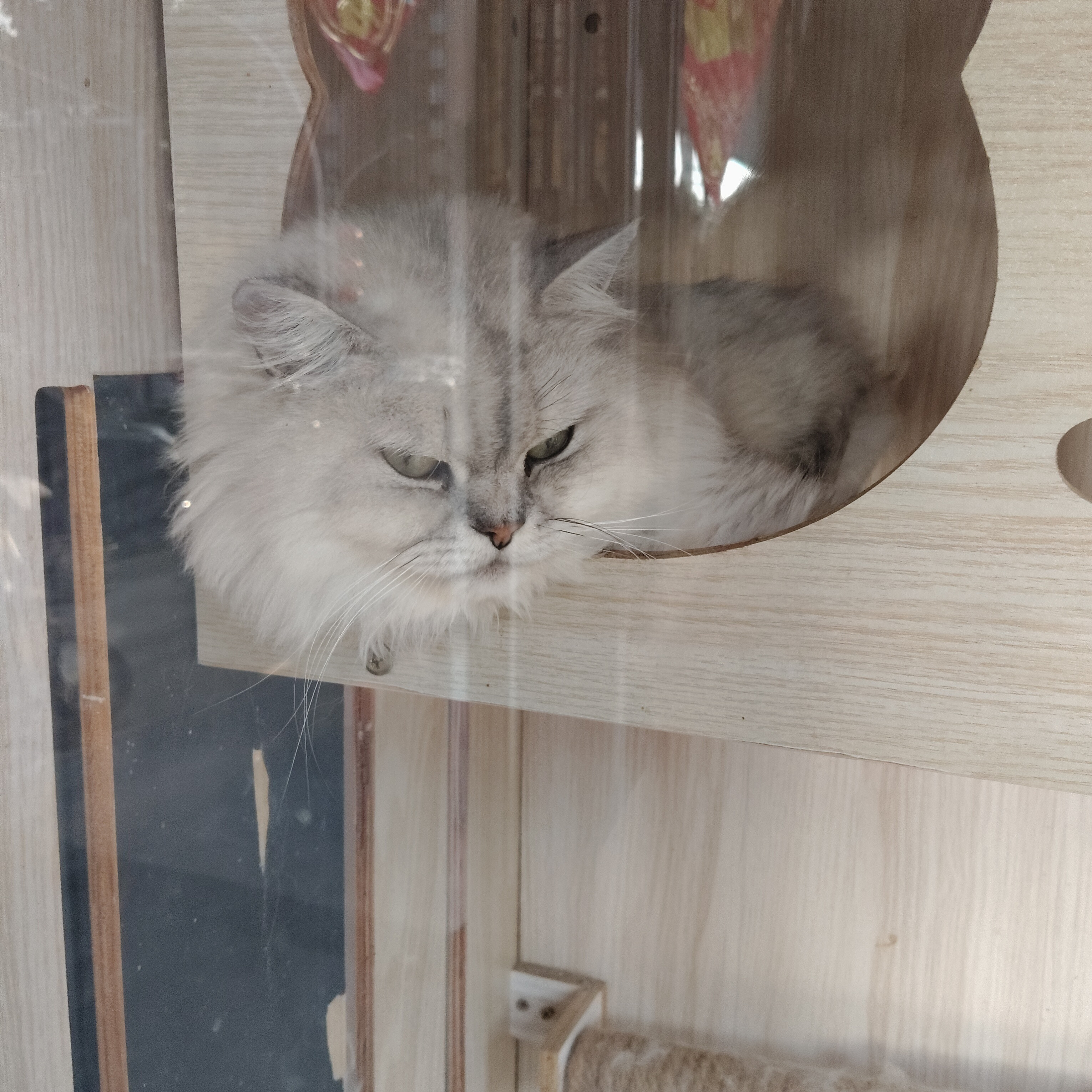 小猫​​​