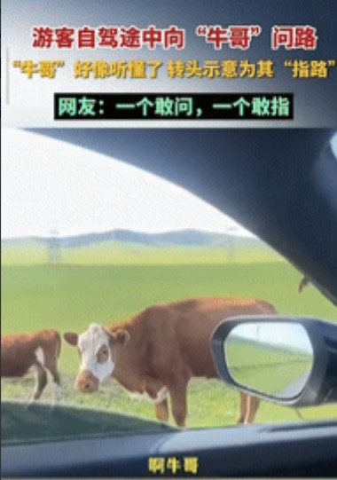 “笑岔气了！”内蒙古辽通，一男子自驾游途中，不知道路该怎么走，发现前面有牛群在吃
