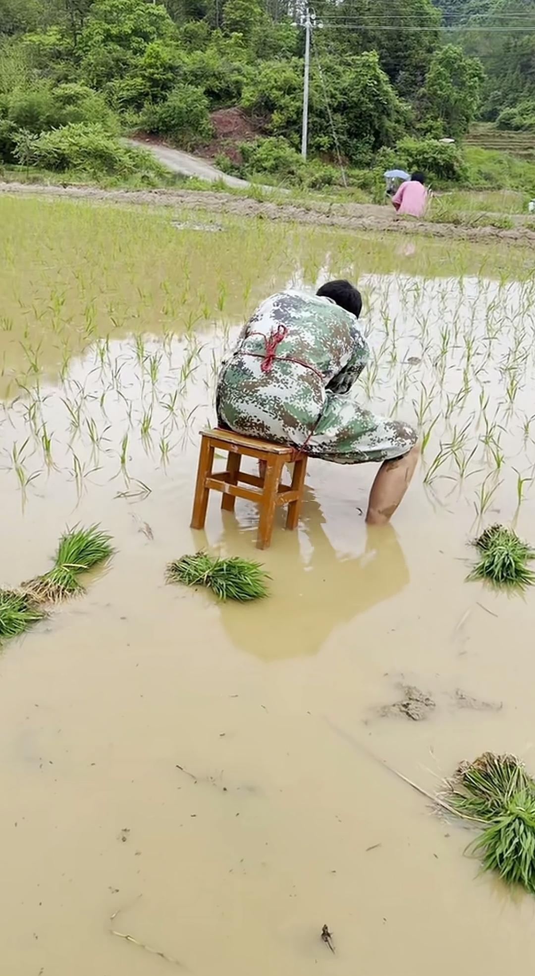 稻田绑个凳子插秧，真能轻松点还不累腰吗？说起稻田插秧，有过这经历的人都清楚，干