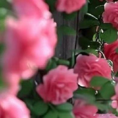 0000蔷薇的种植：1、种植方法种植蔷薇花可以采用播种的方法，蔷薇花的最佳播种时