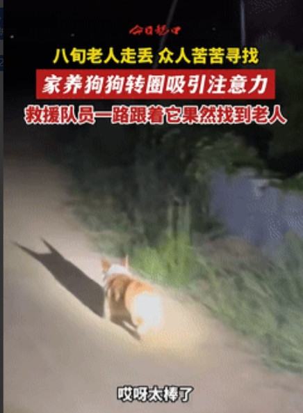 太有灵性了！山东龙口，一八旬老人意外走失，救援人员苦找5个小时未果，就在行动陷入