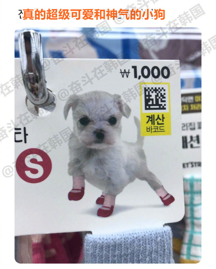 超级可爱和神气的小狗~热点现场海外新鲜事