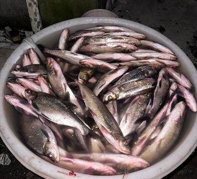 半夜十一点半，父子俩电话打过来：不钓了，回家！问为啥？鱼太多，腰酸背痛，实在拉不