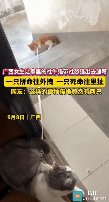 “这就是社恐和社牛的巨大反差吗？”广西，女生为了让家里的社牛猫带社恐猫出去遛弯，