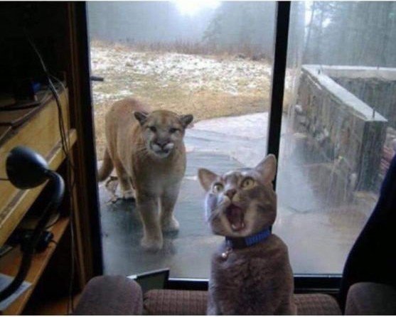 😼：麻麻，多做一份饭，表姐说今天在咱家吃~