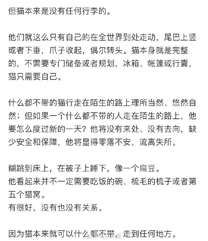 但小猫走后我成为了它的遗物