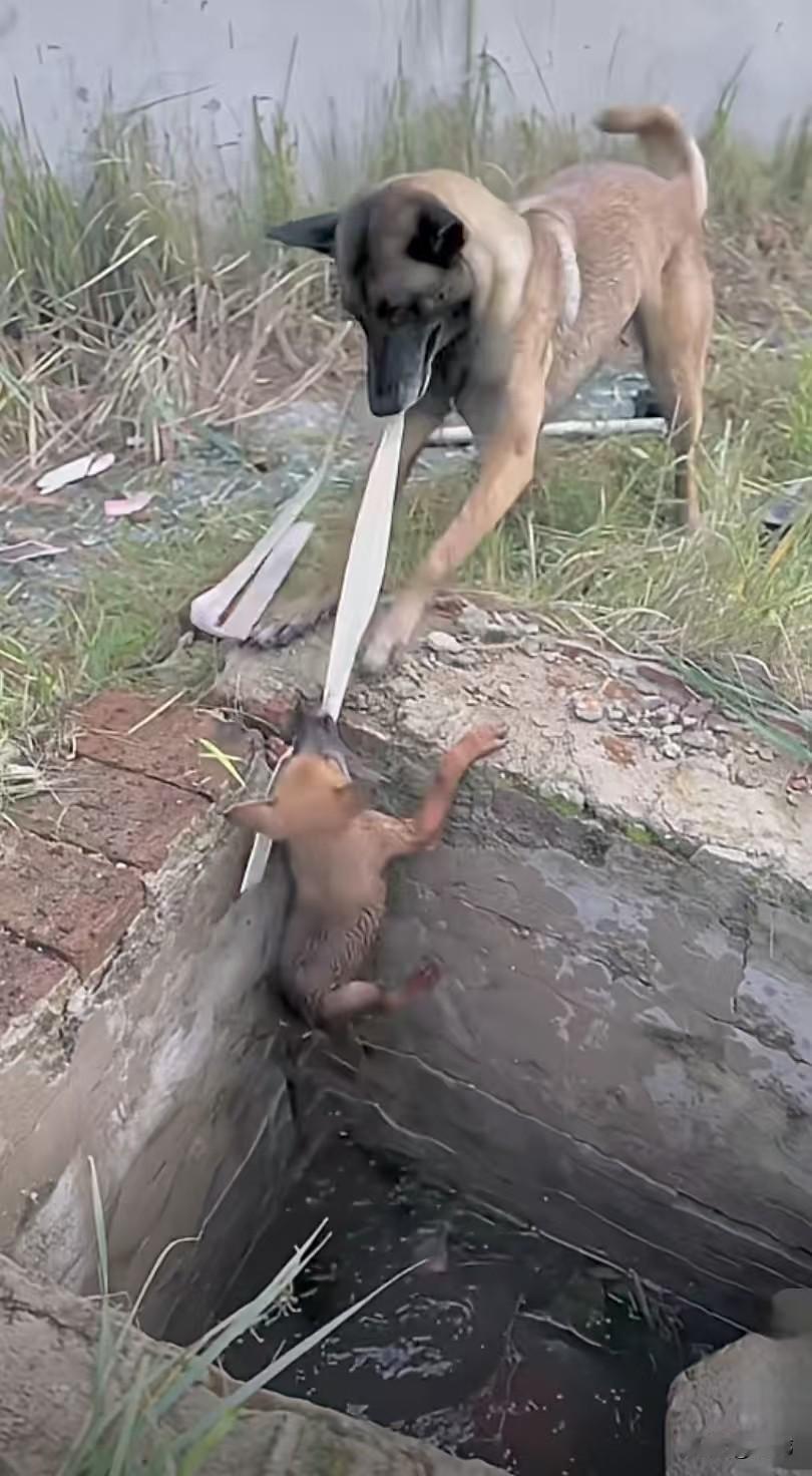 母爱真的很伟大，这天一只狗妈妈带着孩子去找吃的，当它们来到一个废弃仓库的时候，由