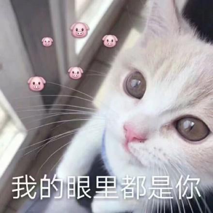 表情包小猫咪表情包