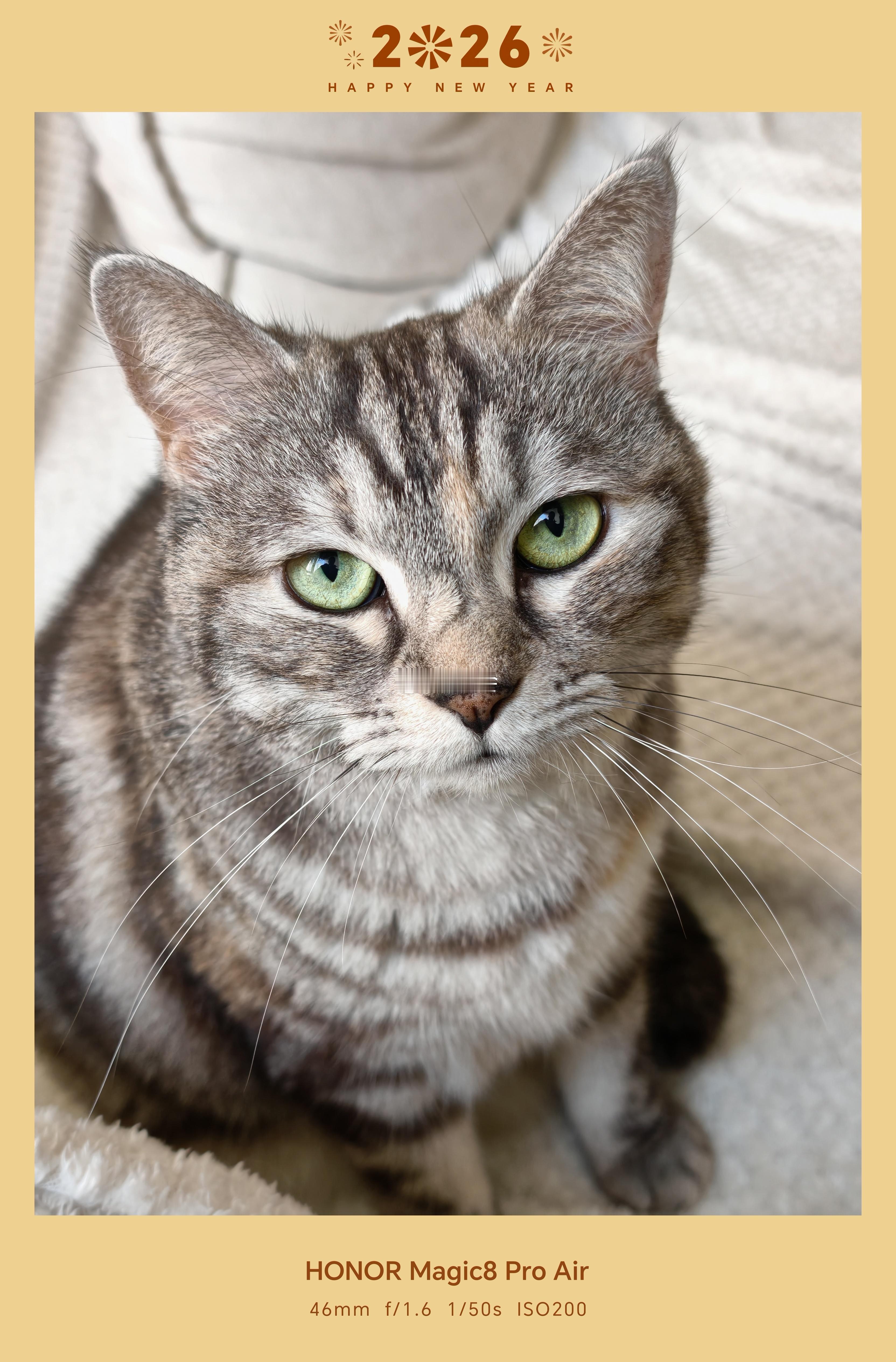 来吸个猫～今天大家休息了嘛