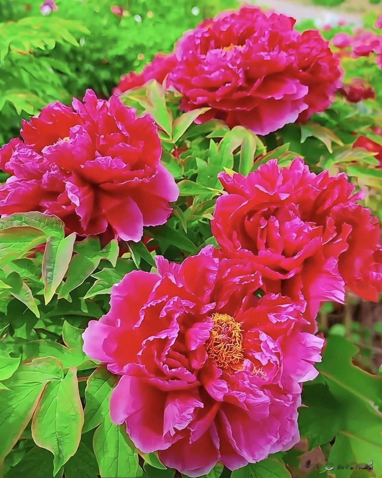 分享牡丹花（2）牡丹花开，惊艳了时光，温柔了岁月，牡丹花，天生丽质，百花丛中独占