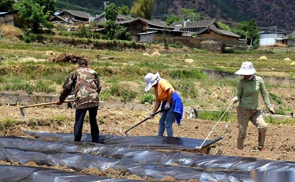 今年的风向，是从村口那张公告上看出来的。没提要刷几面墙，要建多大的广场，反而塞