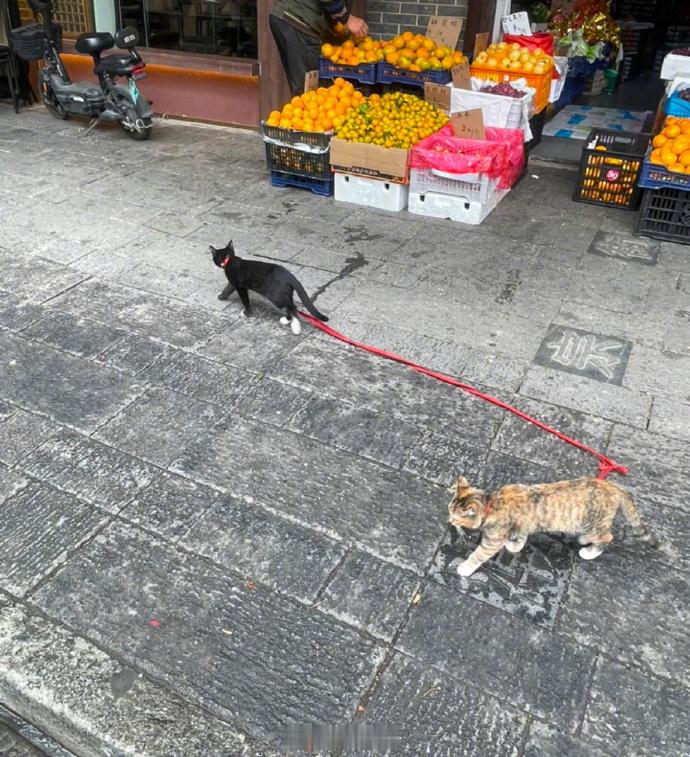 一只猫有一只猫的拴法​​​