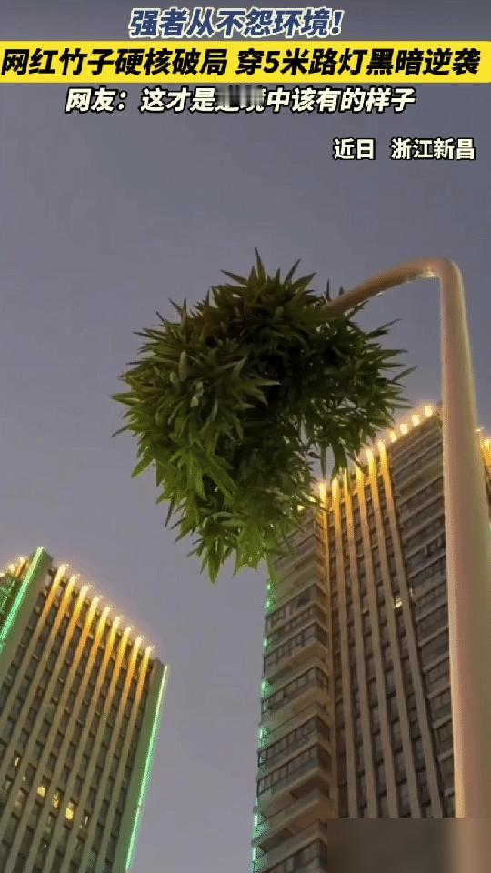 “解释不清了！”浙江，男子出门遛娃，发现路边一路灯杆顶端飘着一簇绿叶，本以为是放
