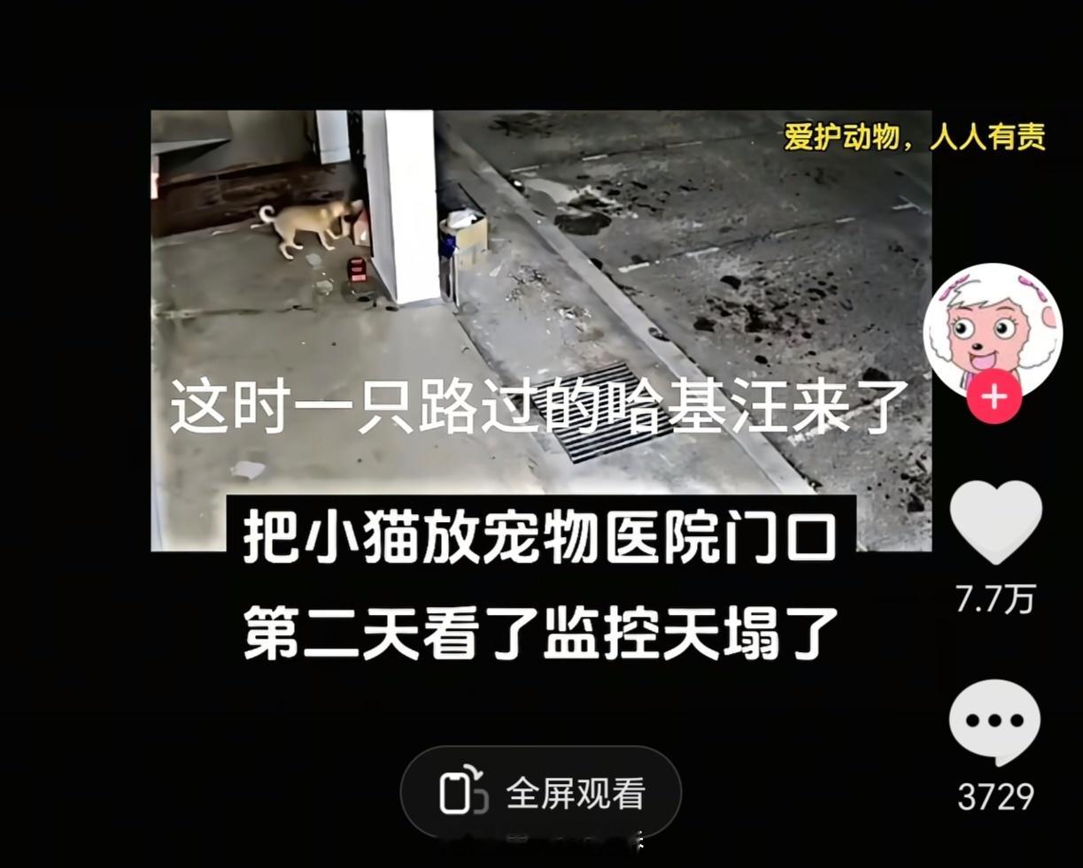 在短视频平台上看到个超级让人绷不住的故事。宠物医院一大早在门口捡到了个盒子，是有