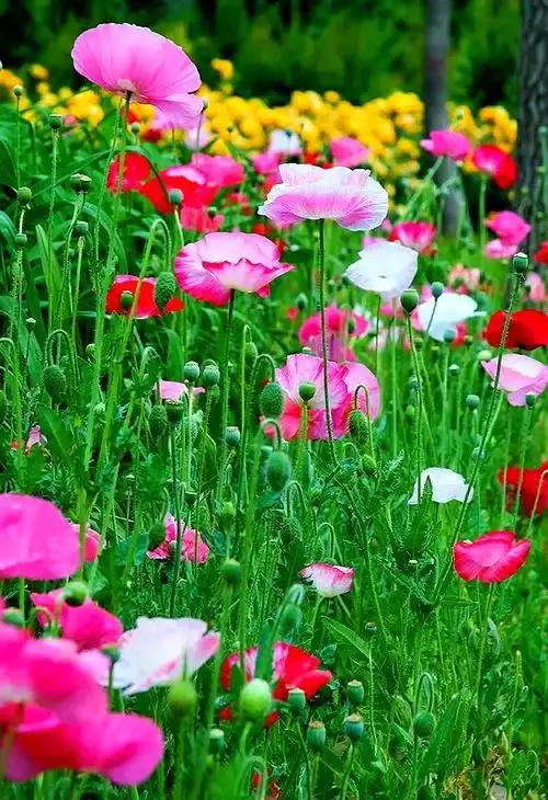 两性关系，赤裸裸的真相:​​男人爱不爱你，不是听他甜言蜜语，而看他愿不愿意娶你