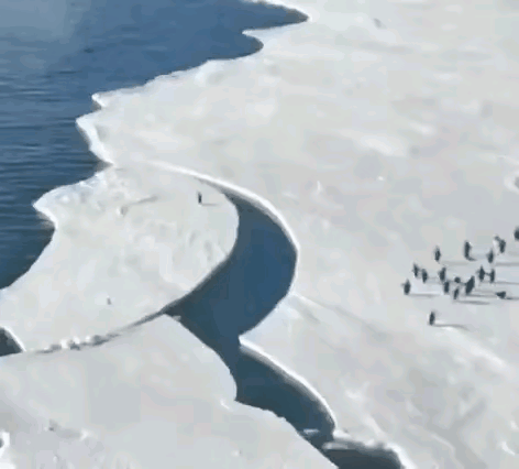 企鹅快跑，再不跑来不及了。