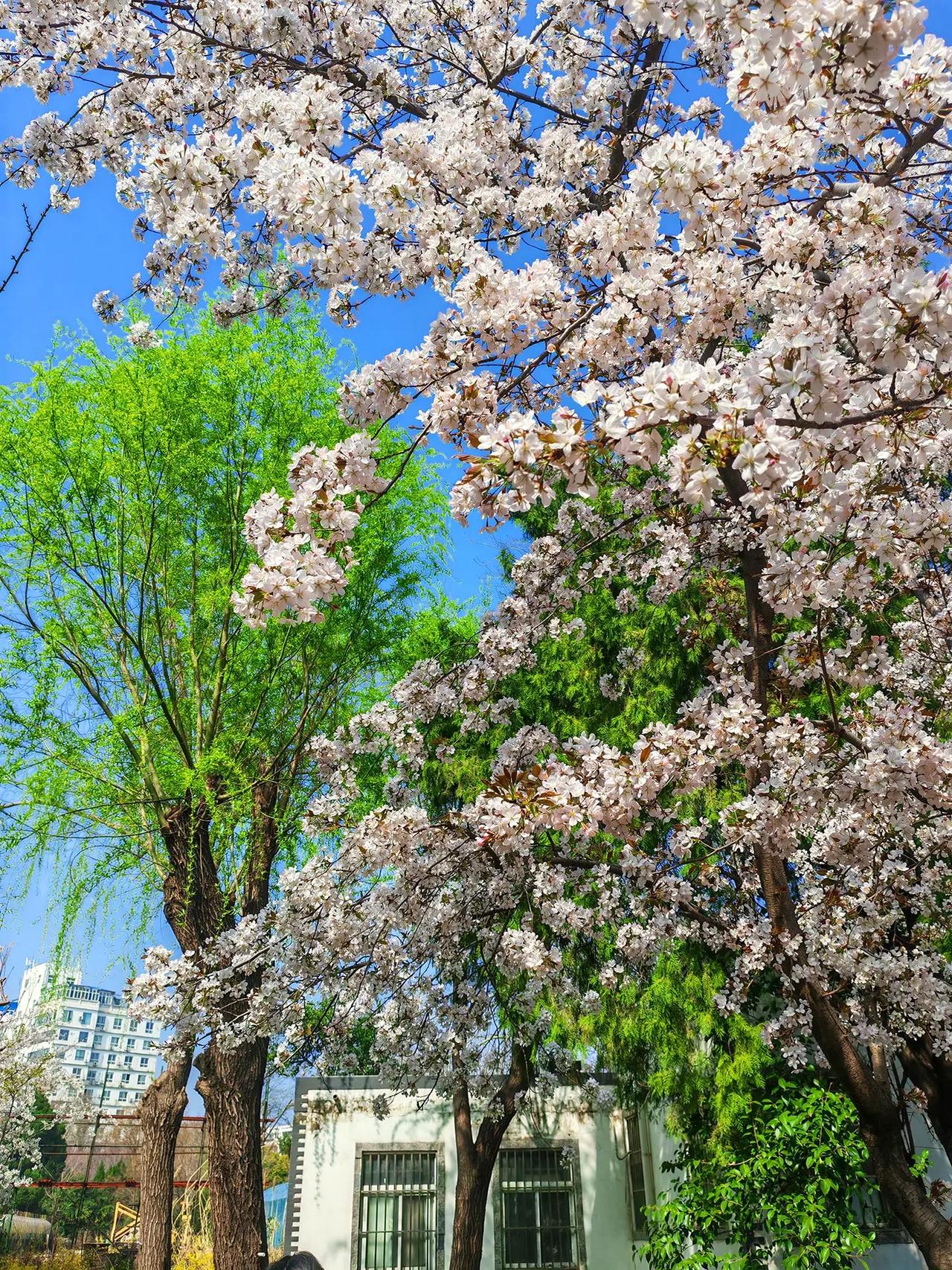 我用摄影看世界抖出你的家乡美景白樱满树绽放的樱花树我拍到的绝美樱花