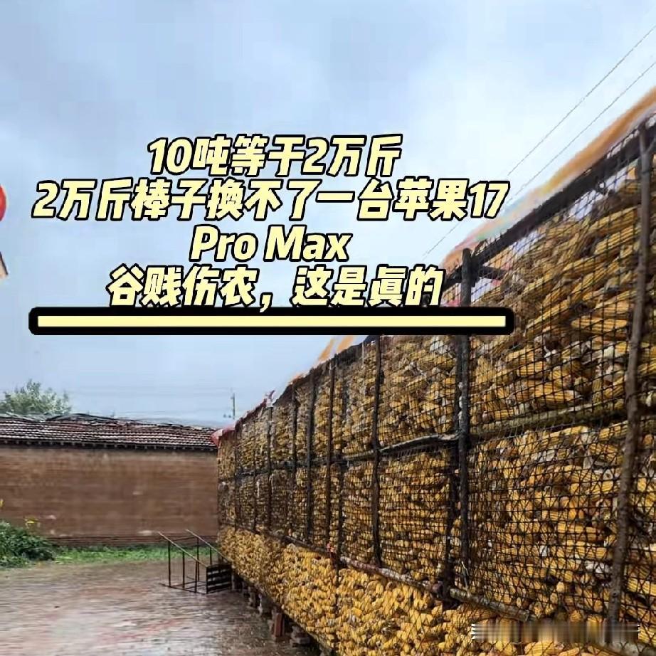 谷贱伤农，原来是真的。有人看到农民淋着冷雨一家人在收玉米，一斤玉米8毛，没错的话