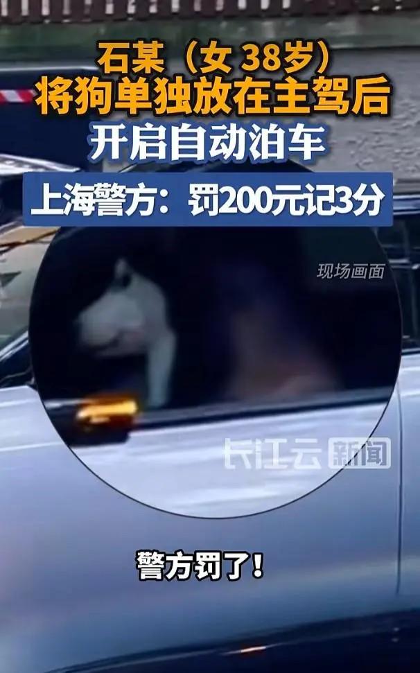 上海街头离谱一幕！女子下车拍视频，哈士奇独自坐主驾自动泊车被罚7月4日上海