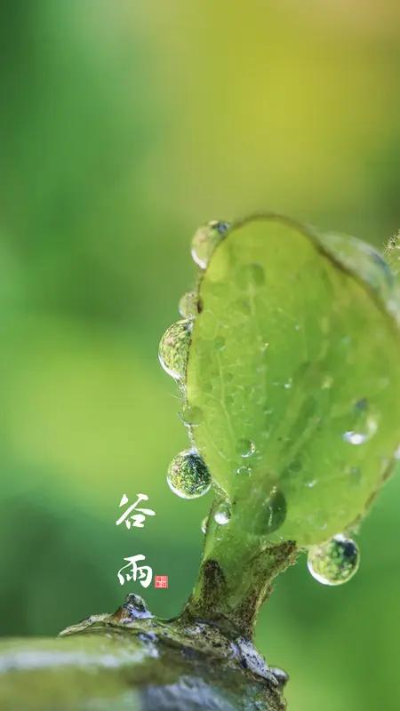 今日谷雨暮雨如酥润晚春，桑间戴胜唤丝勤。牡丹绽艳倾国色，布谷催耕万户欣。