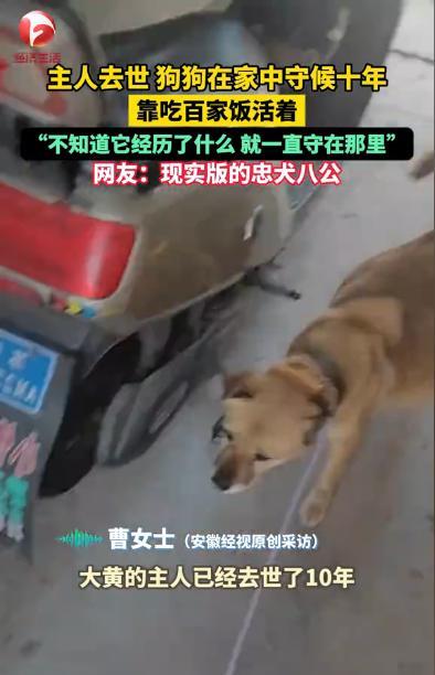 “忠诚不渝！”江苏连云港，一只大黄狗在主人去世后，一直守着老房子，这一守就是10