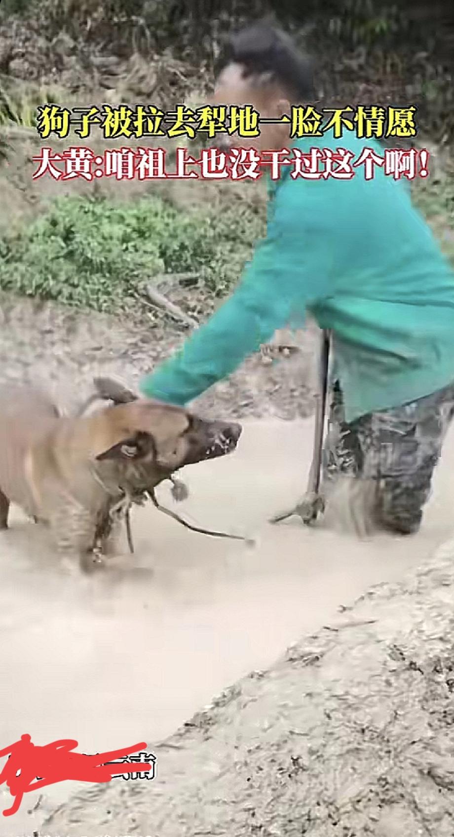 云南有位主人，大概是突发奇想，把自家大黄狗拉去犁地。大黄被套上绳子，一脸懵地