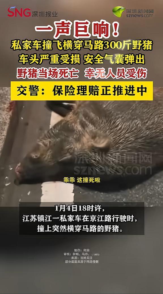 “防不胜防！”1月4日，江苏镇江，一男子开车时，遇到一头300斤重的野猪横穿马路