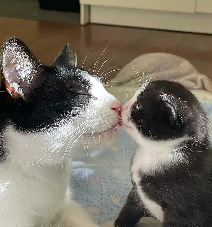 么的命，就一个独生子。天天亲都亲不够[捂脸哭]到哪都看的紧紧的，哈哈哈，关键还生的