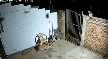 老虎真的怕猫吗虎䝙莫把老虎当病猫