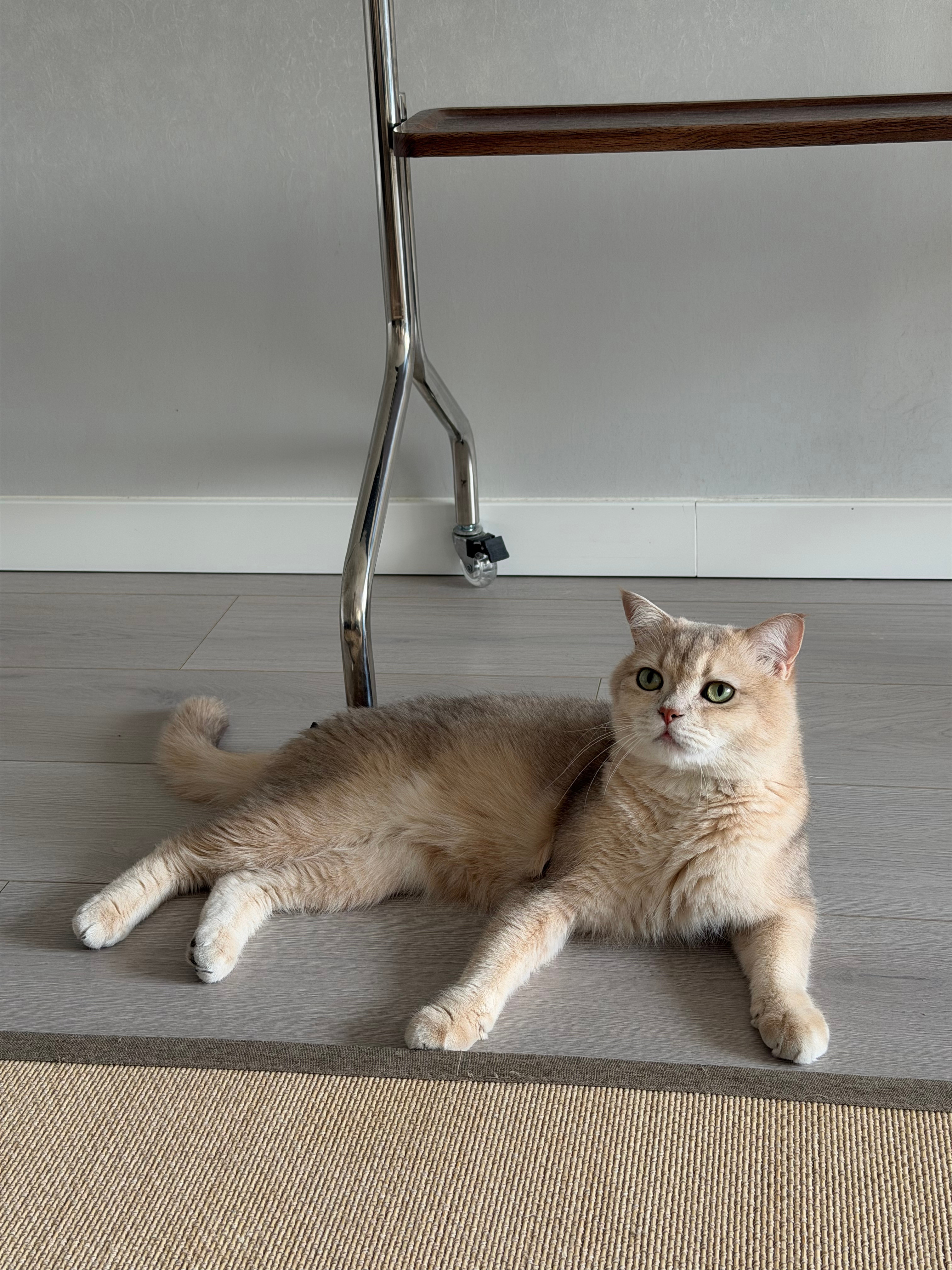 又来枝枝家见到小猫了