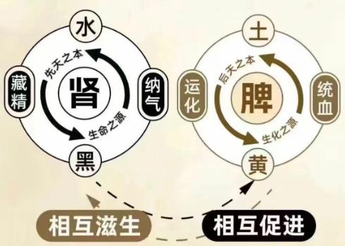 脾虚的根子在于藏不住，一填肾精，二固肾气，90%的脾胃困扰迎刃而解很多人被脾