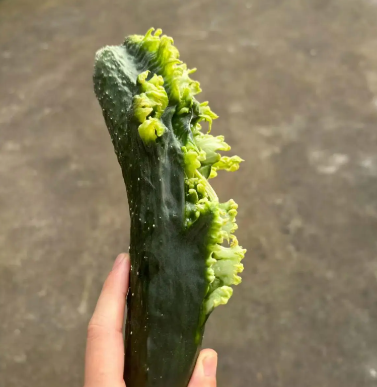 这黄瓜是忘记喝孟婆汤了吗