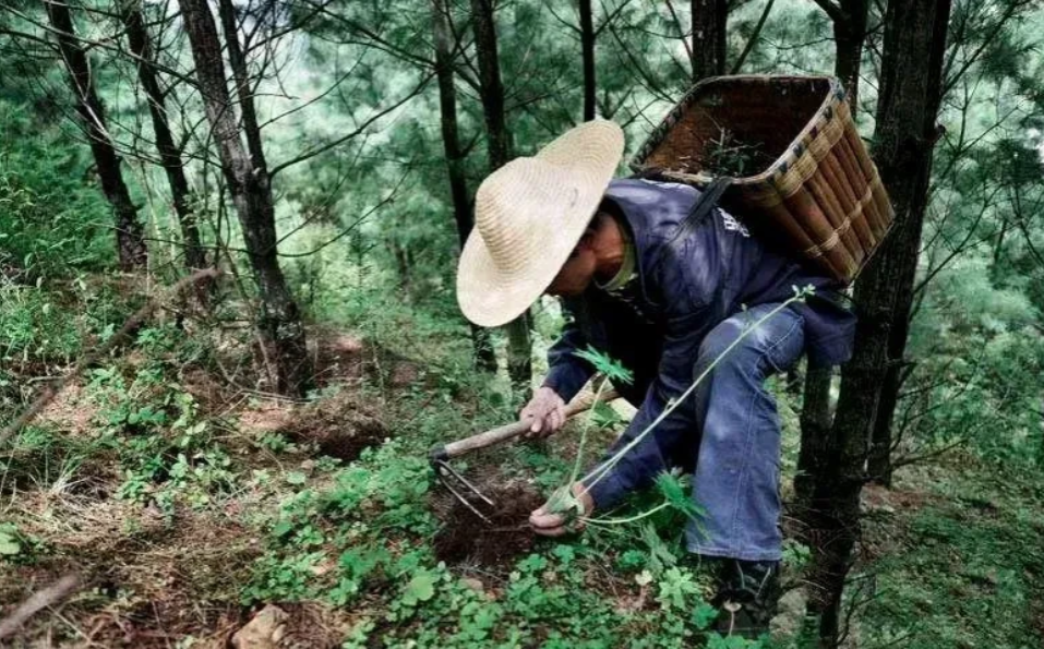 海南文昌，男子为得女友欢心，主动搬到做药材的女友家帮忙干活，女友支付他每月400