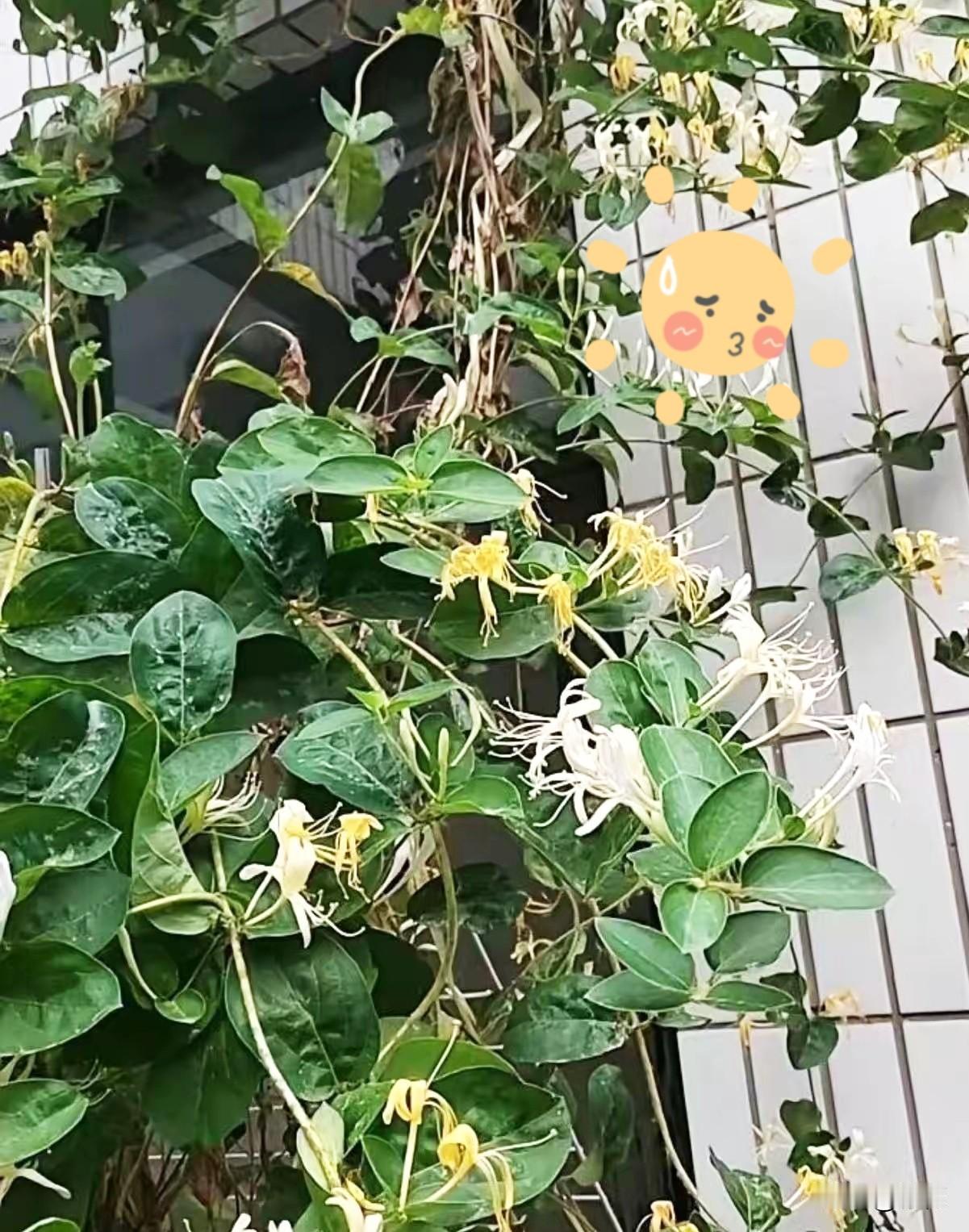丈夫瞒着我把脑梗的公公接来了，还拍着胸脯说“我一个人伺候”，我当时没反对。可第二