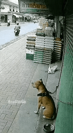 撩狗的后果一狗拴着，卧在路旁，路人经过，没事找事，撩狗取乐，激怒狗狗，结果被咬
