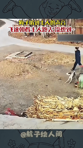 狗子百米冲刺扑向主人，结局笑不活了主人远远喊了一声“旺财，我回来了！”，原