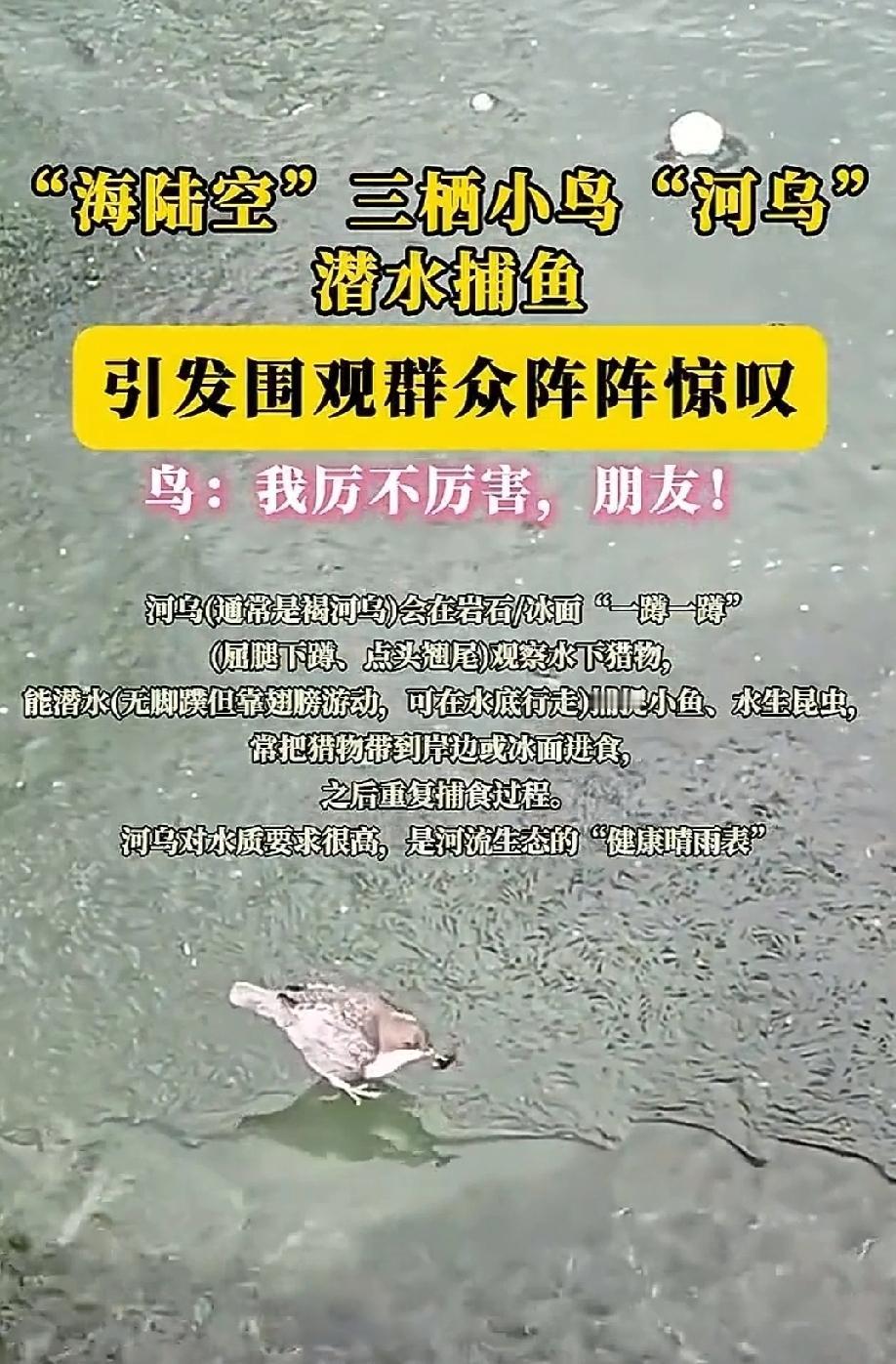 12月2日，男子到四川旅游，见到一只小鸟站在岸边，身体一蹲一蹲，像是运动员在做热