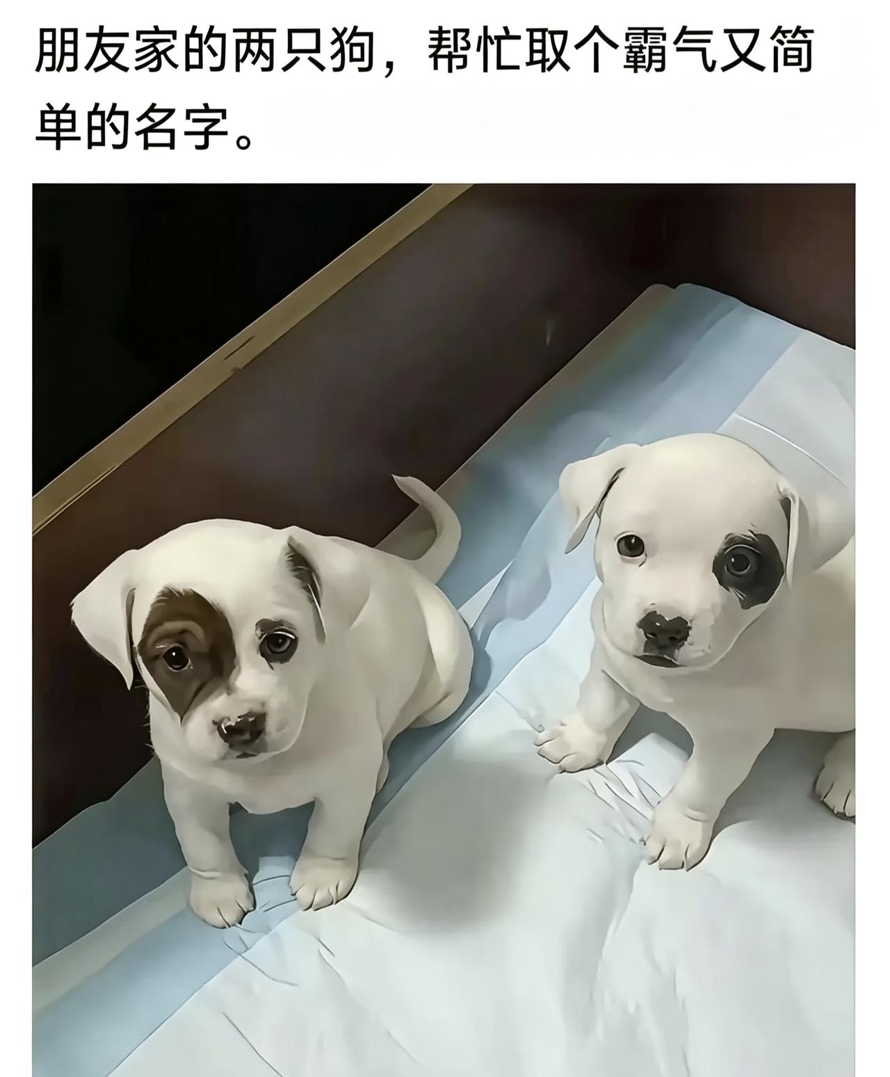 朋友家的两只狗，帮忙取个霸气又简单的名字。我先来：奔波儿霸和霸波儿奔，你们