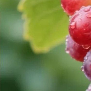 0000种植🍇种植文案阳光葡萄的种植方法1.建园与定植：选排水好、pH值6.